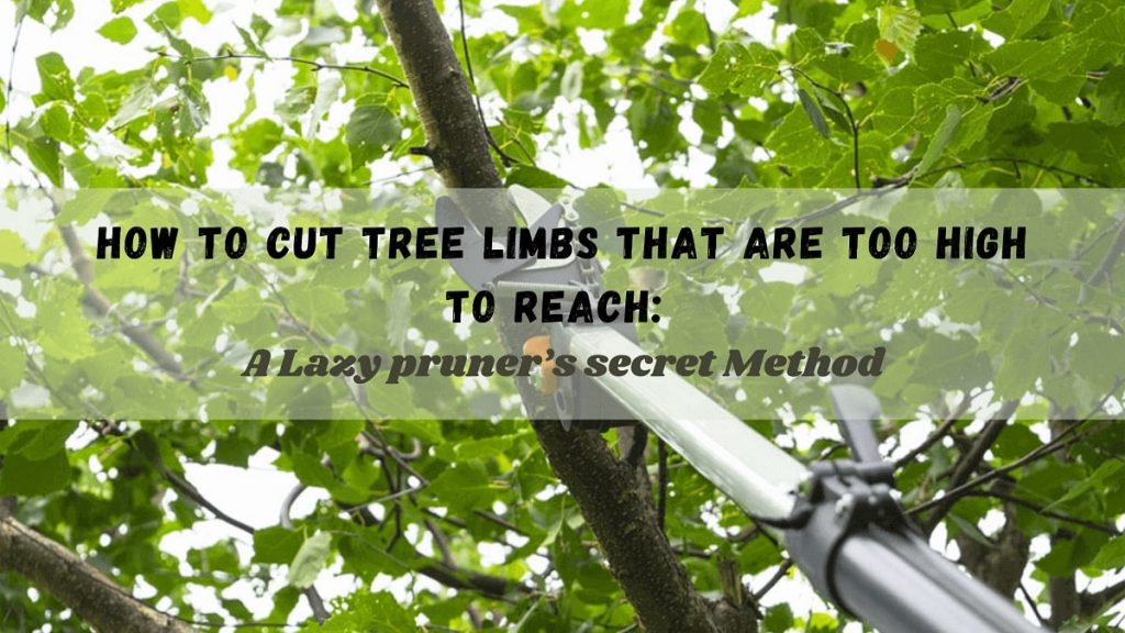 How to Cut Tree Limbs that are too high to Reach
