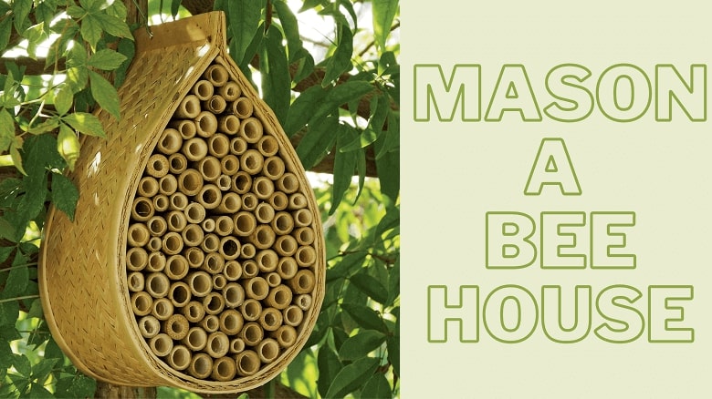 Mason a bee house